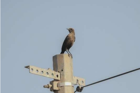 Northern Anteater Chat 